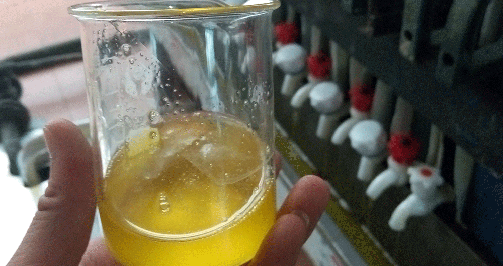 1458269425276048.gif 上图为2016年六道香有机山茶油首次榨油产出的山茶油(毛油).gif